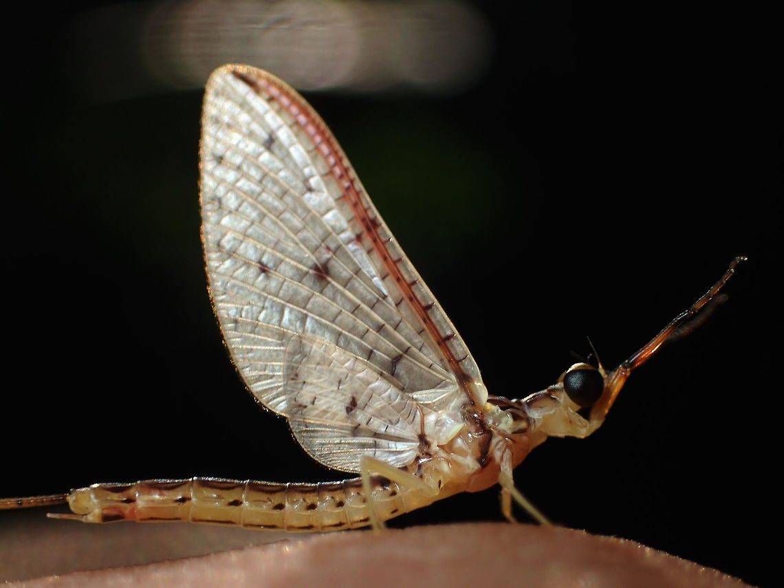 Mayfly Karnchanaburi province.Thailand  Geotagged,Thailand,Winter