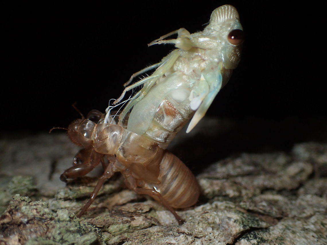 cicada molting process. Chanthaburi province. Thailand Geotagged,Thailand,Winter
