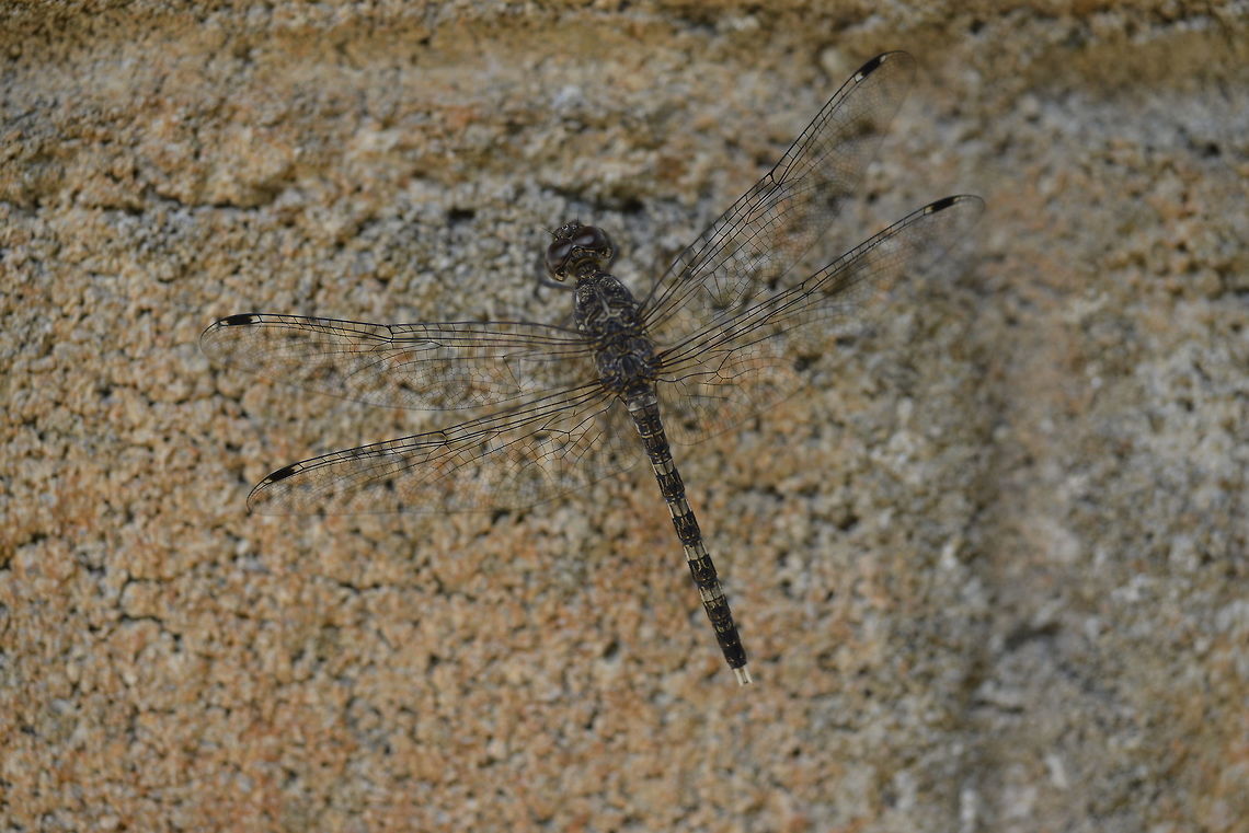 Bradinopyga geminata Chumphon province.Thailand Bradinopyga geminata,Geotagged,Granite ghost,Spring,Thailand