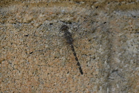 Bradinopyga geminata Chumphon province.Thailand Bradinopyga geminata,Geotagged,Granite ghost,Spring,Thailand