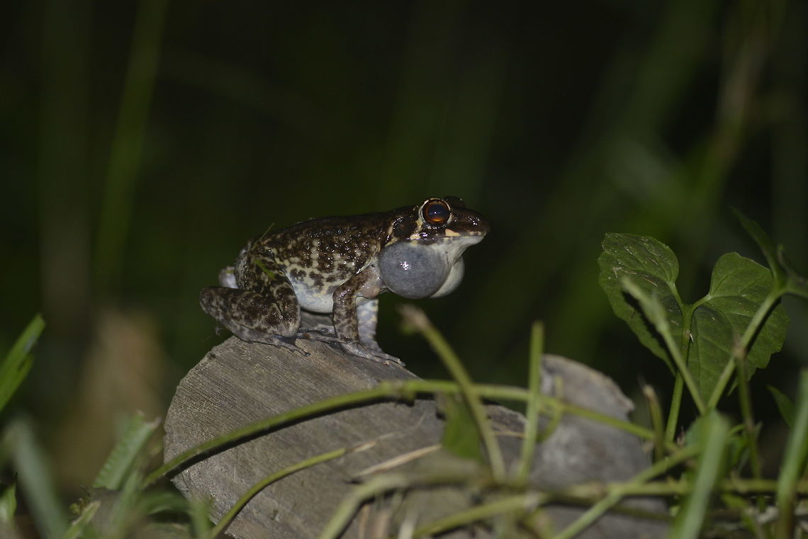 Glandular frog from Thale Ban National Park. Thailand Geotagged,Pulchrana glandulosa,Rough-sided frog,Spring,Thailand