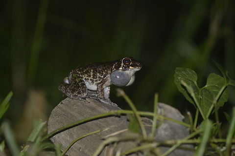 Glandular frog from Thale Ban National Park. Thailand Geotagged,Pulchrana glandulosa,Rough-sided frog,Spring,Thailand