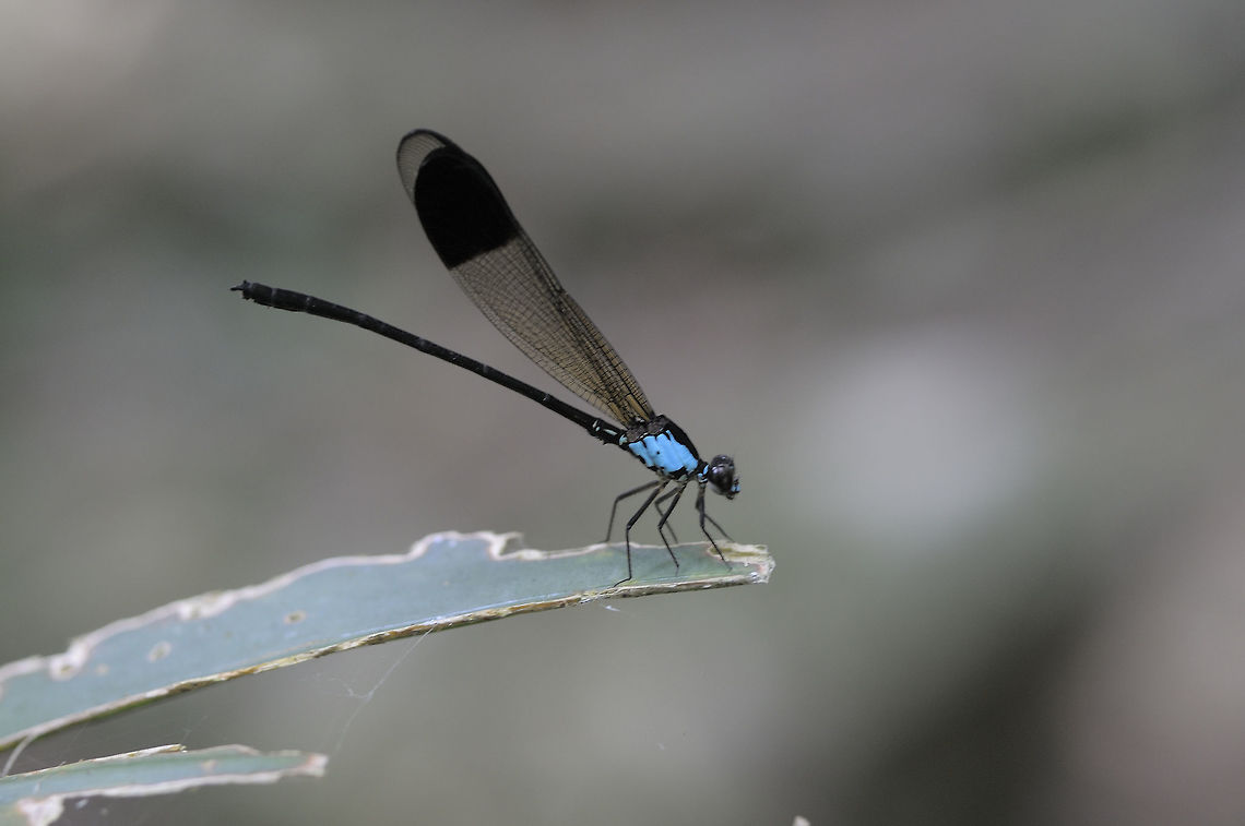 Euphaea impar Selys, 1859 from Boripat waterfall.Songkla Province.Thailand Euphaea impar,Geotagged,Spring,Thailand