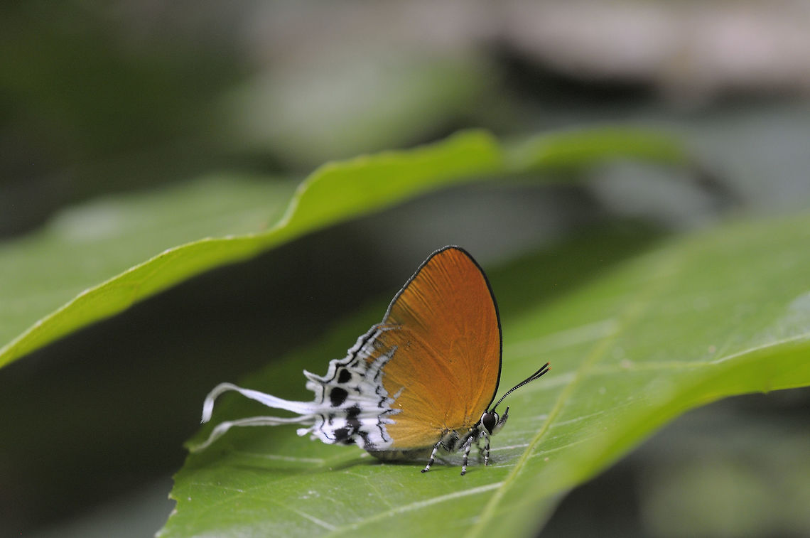 Branded Imperial from Boripat waterfall.Songkla Province.Thailand  Banded Imperial Butterfly,Eooxylides tharis,Geotagged,Spring,Thailand