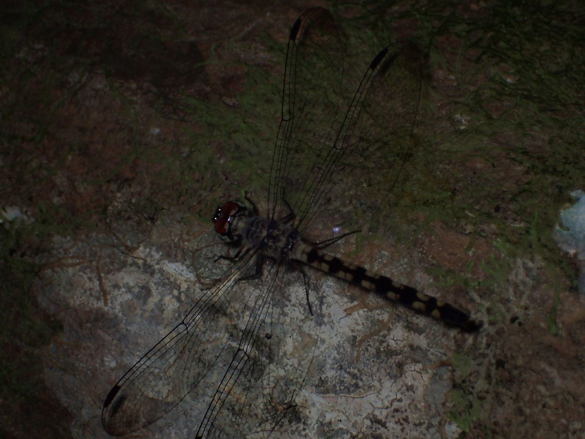 Tyriobapta torrida from Songkla Province.Thailand Bark Dragonfly,Geotagged,Spring,Thailand,Tyriobapta torrida