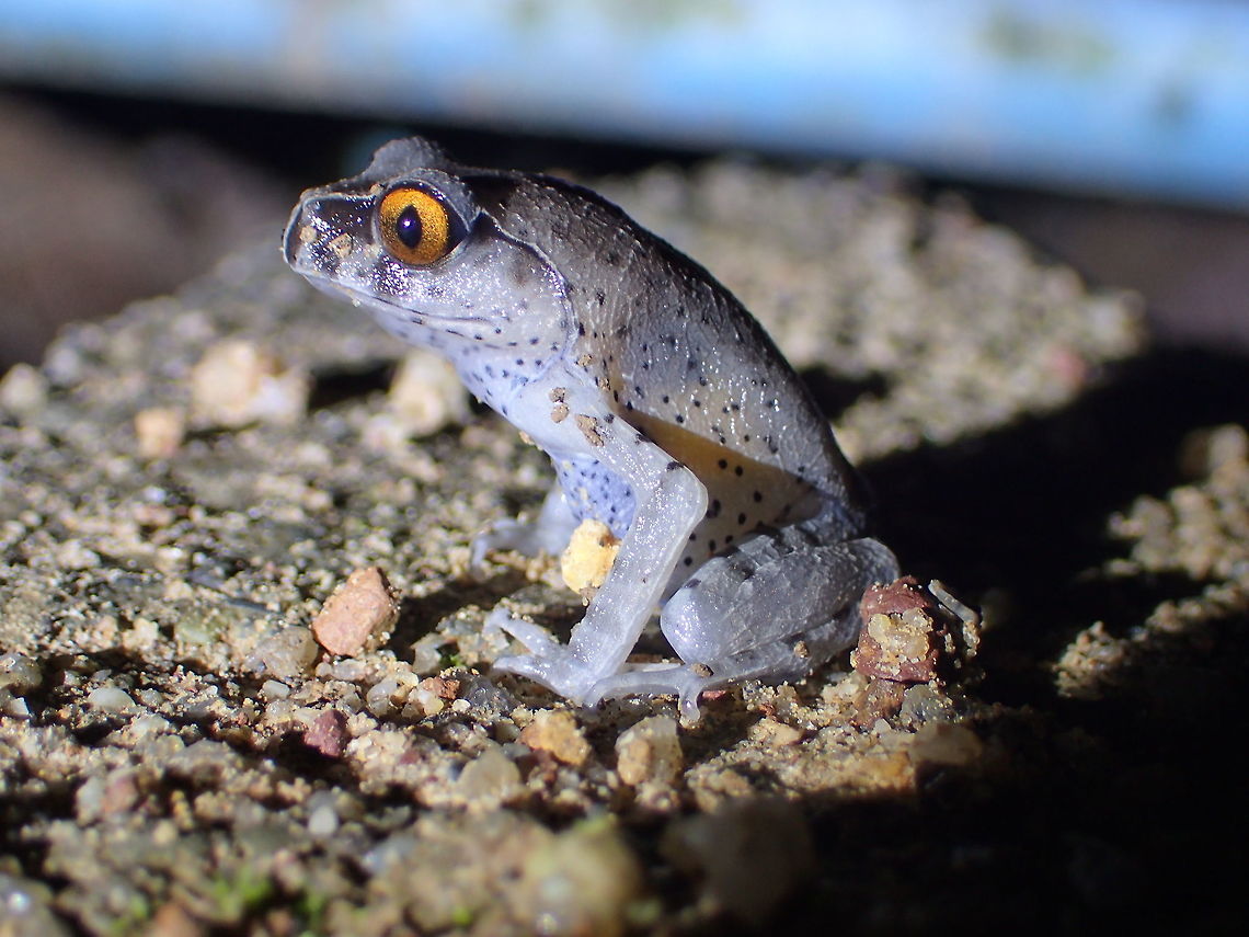 Leptobrachium hendricksoni Khao Nam Khang National Park Songkla Province.Thailand  Geotagged,Leptobrachium hendricksoni,Spotted Litter Frog,Spring,Thailand
