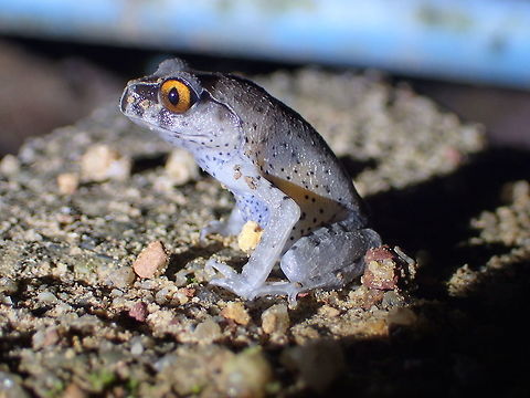 Leptobrachium hendricksoni Khao Nam Khang National Park Songkla Province.Thailand  Geotagged,Leptobrachium hendricksoni,Spotted Litter Frog,Spring,Thailand