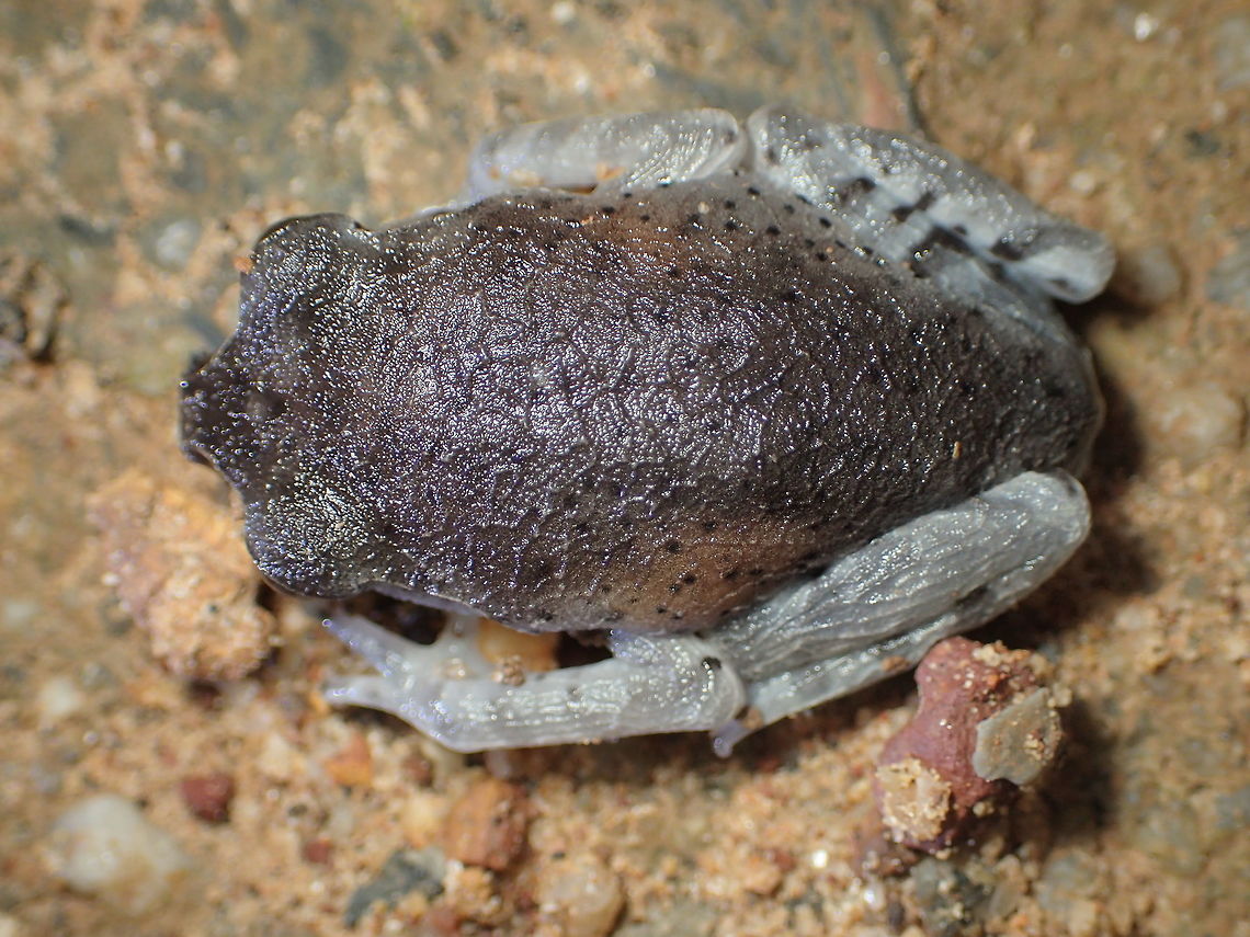 Leptobrachium hendricksoni Khao Nam Khang National Park Songkla Province.Thailand  Geotagged,Leptobrachium hendricksoni,Spotted Litter Frog,Spring,Thailand