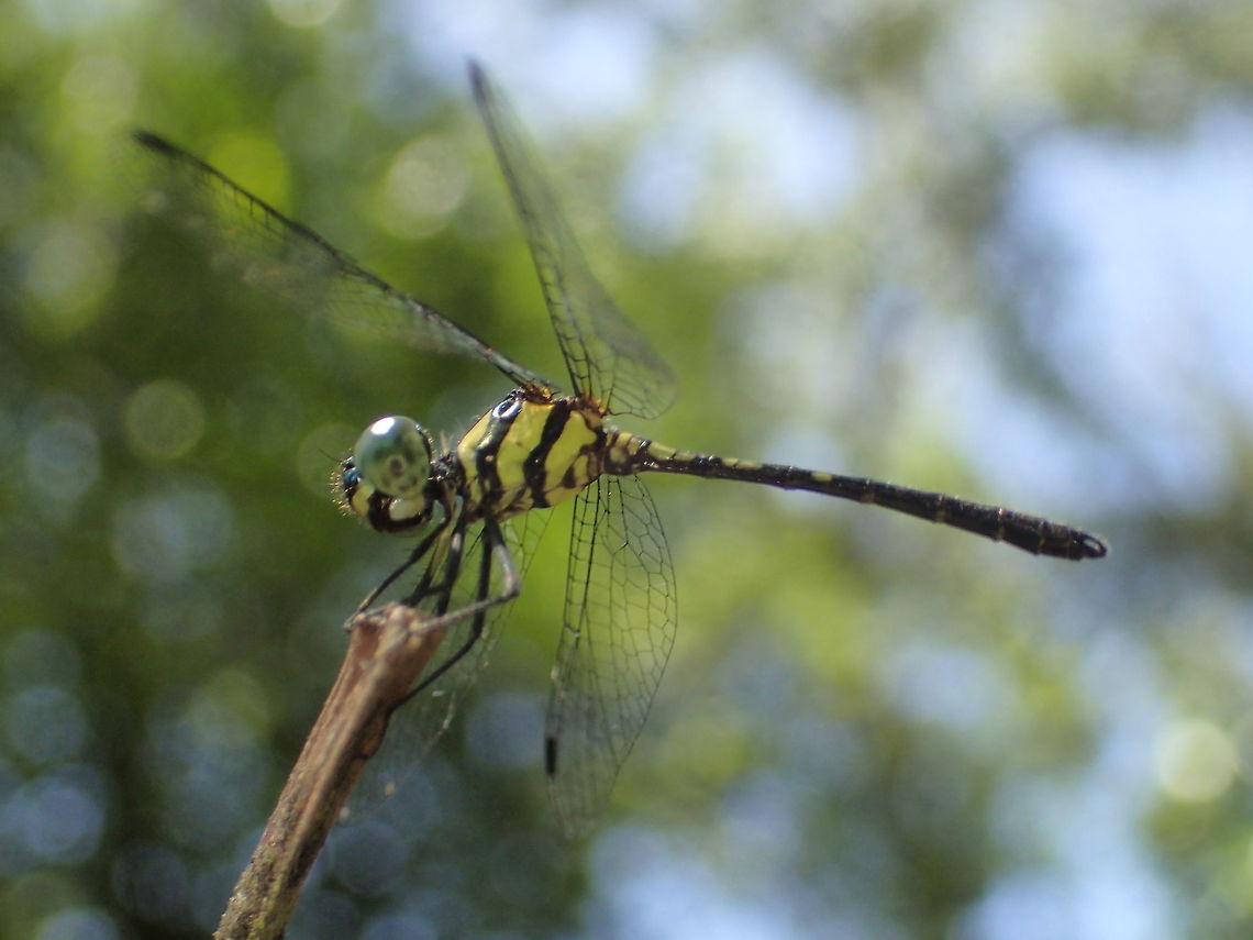 Tetrathemis irregularis hyalina (Brauer, 1868) Surat Thani .Thailand Geotagged,Rainforest elf,Spring,Tetrathemis irregularis,Thailand