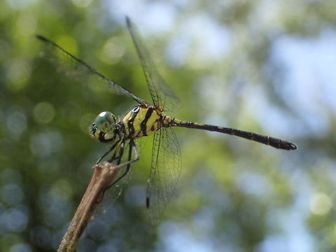Tetrathemis irregularis hyalina (Brauer, 1868) Surat Thani .Thailand Geotagged,Rainforest elf,Spring,Tetrathemis irregularis,Thailand