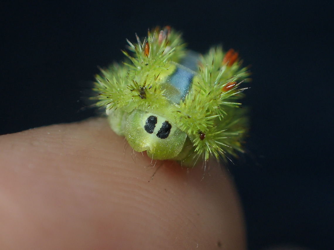 so cute Khao Nam Khang National Park Songkla Province.Thailand  Geotagged,Spring,Thailand