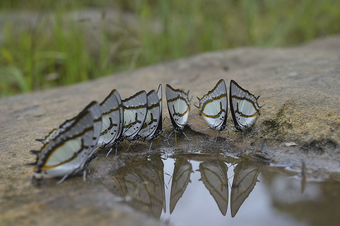 One group One species Polyura eudamippus nigrobasalis (Lathy, 1898) : Great Nawab<br />
Phetchabun Thailand(take a photo last year) Geotagged,Great nawab,Polyura eudamippus,Summer,Thailand