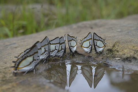 One group One species Polyura eudamippus nigrobasalis (Lathy, 1898) : Great Nawab
Phetchabun Thailand(take a photo last year) Geotagged,Great nawab,Polyura eudamippus,Summer,Thailand