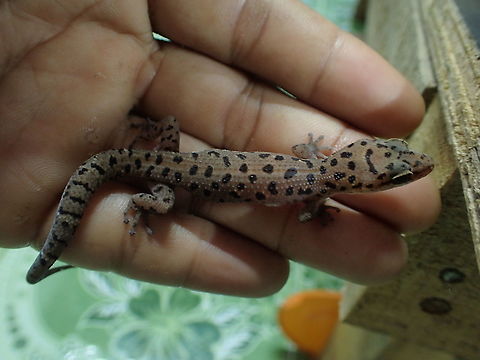 Dixonius​ siamensis​ from Lampang Province Dixonius siamensis,Fall,Geotagged,Siamese leaf-toed gecko,Thailand