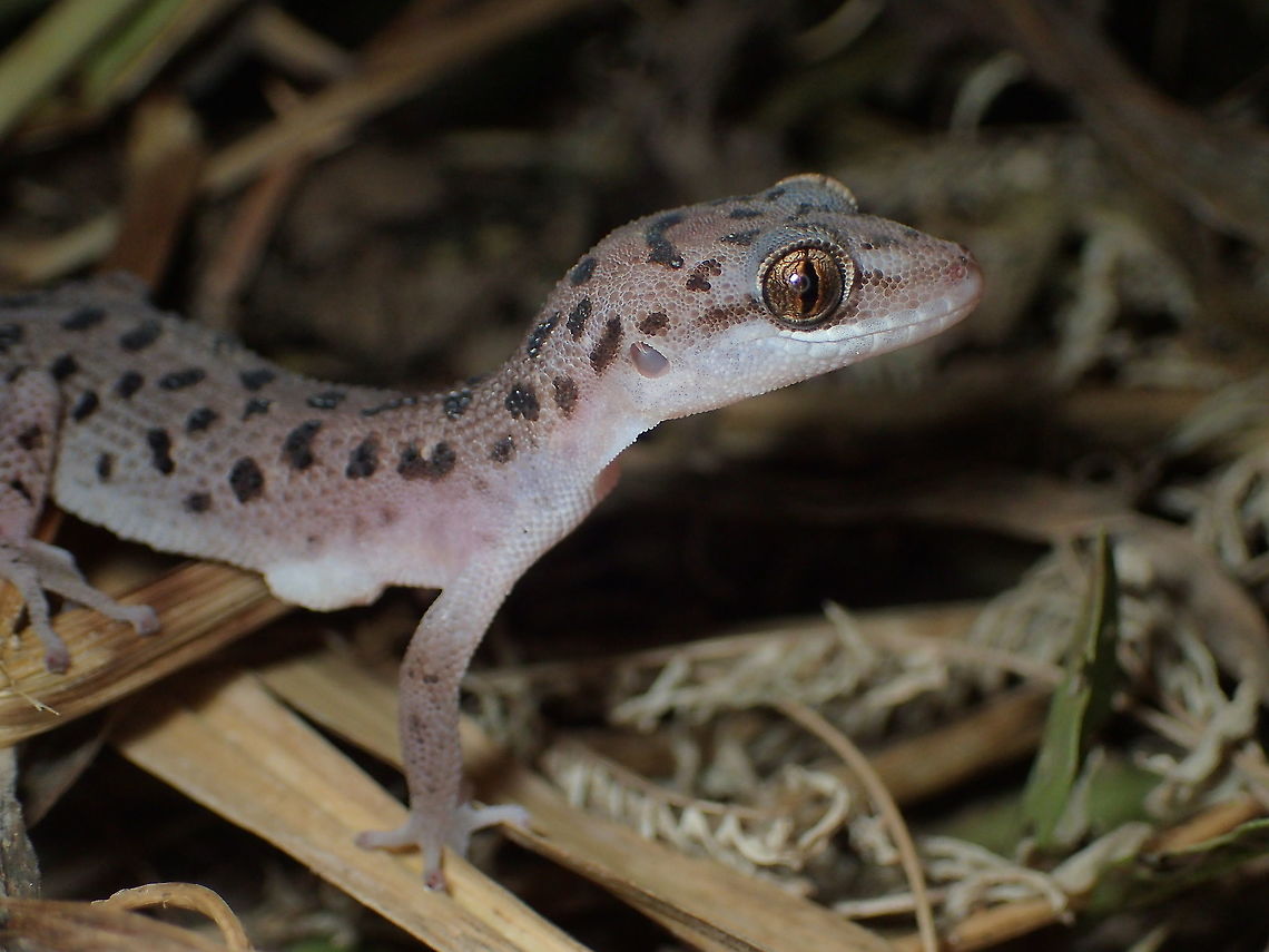 Dixonius​ siamensis​ from Lampang Province Dixonius siamensis,Fall,Geotagged,Siamese leaf-toed gecko,Thailand