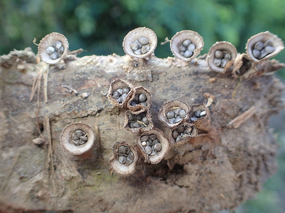 Bird's Nest fungi from Lampang Province. Fall,Geotagged,Thailand
