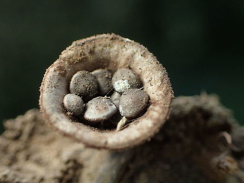 Bird's Nest fungi from Lampang Province. Fall,Geotagged,Thailand