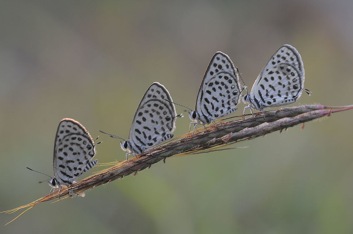 Spotted Pierrot in garden my home.Lampang Province. Spotted Pierrot,Tarucus callinara