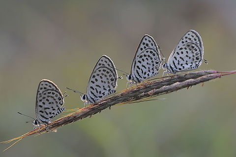 Spotted Pierrot in garden my home.Lampang Province. Spotted Pierrot,Tarucus callinara