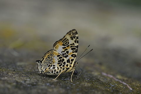 Himalayan Jester 07-2019 from Nong Mae Na  Phetchabun Province. Geotagged,Himalayan jester,Summer,Symbrenthia hypselis,Thailand