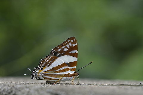 White Punch 07-2019 from Wildlife sanctuary Phu keaw.Chaiyaphum Province. Dodona henrici,White Punch