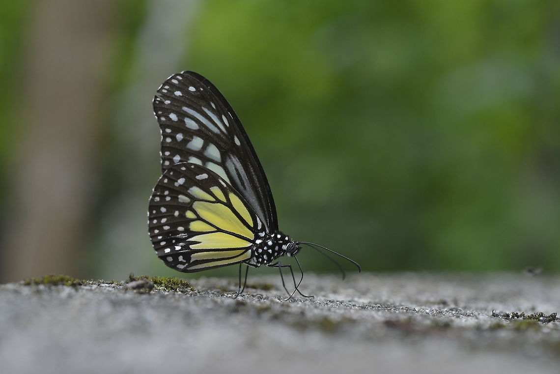 Yellow Glassy Tiger from Wildlife sanctuary Phu keaw.Chaiyaphum Province. Geotagged,Parantica aspasia,Summer,Thailand,Yellow Glassy Tiger