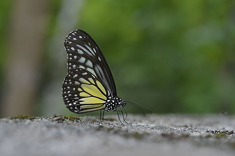 Yellow Glassy Tiger from Wildlife sanctuary Phu keaw.Chaiyaphum Province. Geotagged,Parantica aspasia,Summer,Thailand,Yellow Glassy Tiger
