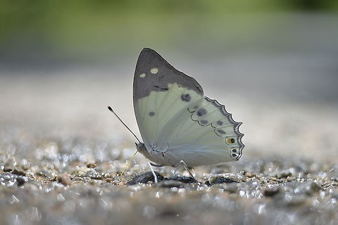 White Emperor From Phu Khiao Chaiyaphum. Geotagged,Helcyra hemina,Summer,Thailand,White emperor