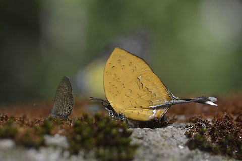 Three-spot Yamfly From Phu Khiao Chaiyaphum.  Branded yamfly,Geotagged,Summer,Thailand,Yasoda tripunctata