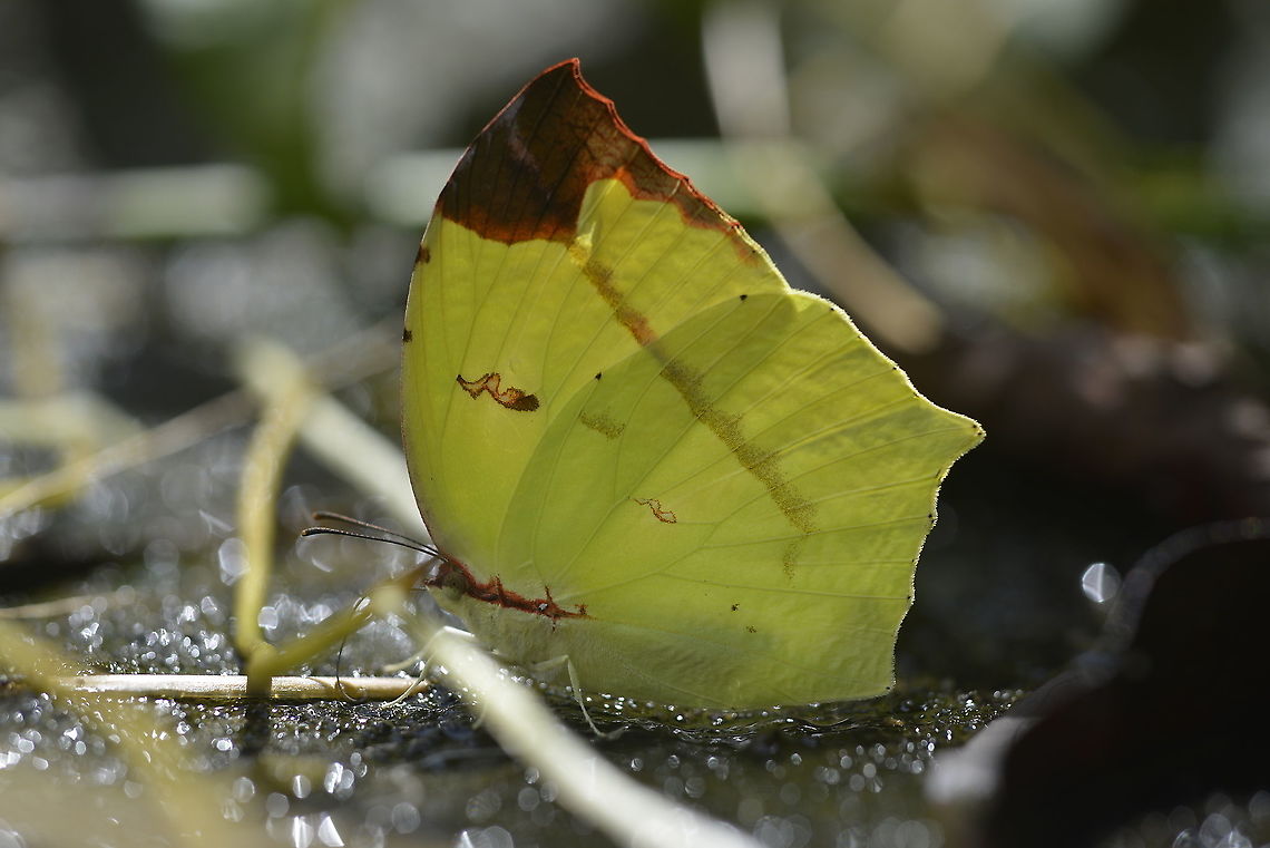 Common Tailed Sulfur from Nong Mae Na Phetchabun Province.  Dercas verhuelli,Geotagged,Summer,Tailed sulphur,Thailand