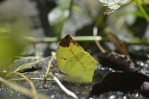 Common Tailed Sulfur from Nong Mae Na Phetchabun Province.  Dercas verhuelli,Geotagged,Summer,Tailed sulphur,Thailand