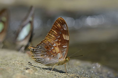 Vagrants sinha sinha from Nong Mae Na Phetchabun Province.  Geotagged,Summer,Thailand,Vagrants sinha