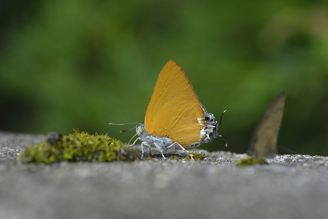 Dawnas Royal From Phu Khiao Chaiyaphum.  Geotagged,Pseudotajuria,Pseudotajuria donatana,Summer,Thailand