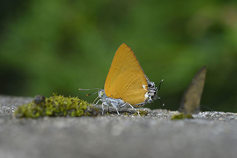 Dawnas Royal From Phu Khiao Chaiyaphum.  Geotagged,Pseudotajuria,Pseudotajuria donatana,Summer,Thailand