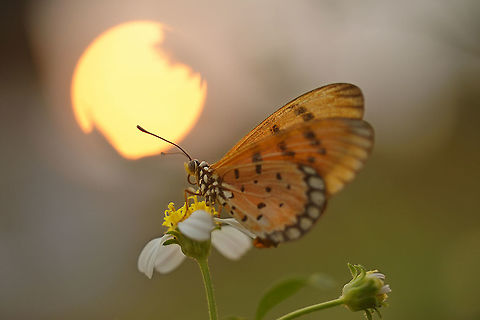 Tawny Coster in garden my home.Lampang Province.  Acraea terpsicore,Geotagged,Spring,Tawny coster,Thailand