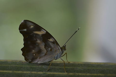 Herona marathus ?  Geotagged,Herona marathus,Pasha,Summer,Thailand