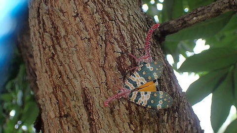 Pyrops candelaria (Linnaeus, 1848) After the rain stopped.Last day Geotagged,Pyrops candelaria,Spring,Thailand