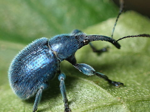 Weevil ? from  Chiang Dao Chiang-Mai Thailand Geotagged,Involvulus,Involvulus plumbeus,Rhynchitinae,Summer,Thailand,weevil