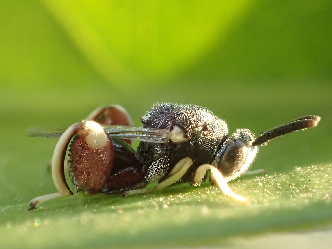 Chalcididae  Fall,Geotagged,Thailand