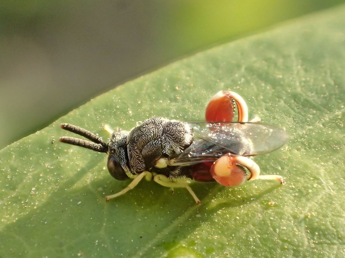 Chalcididae  Fall,Geotagged,Thailand