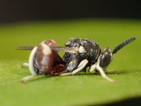 Chalcididae  Fall,Geotagged,Thailand