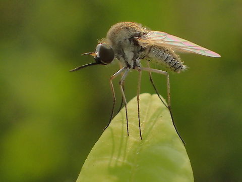 please id from Lampang Province.Thailand Geotagged,Spring,Thailand