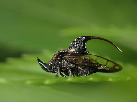 Family Machaerotidae - Tube Spittlebug from Chiang Dao Chiang-Mai Thailand  Geotagged,Sigmasoma chakratongi,Summer,Thailand