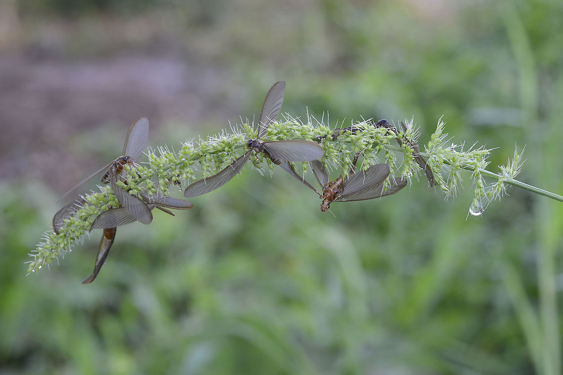 Mayfly/Grass flowers/Deadly trap  Geotagged,Spring,Thailand