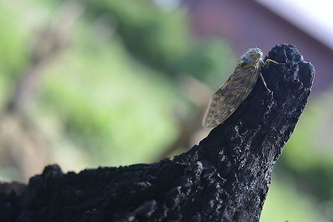 Platypleura mira  Geotagged,Platypleura mira,Spring,Thailand