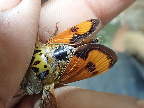 Platypleura mira  Geotagged,Platypleura mira,Spring,Thailand