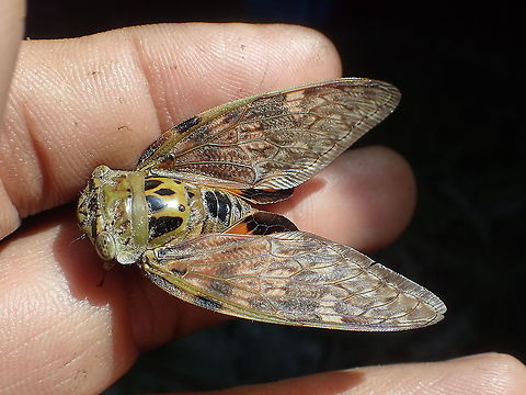 Platypleura mira  Geotagged,Platypleura mira,Spring,Thailand