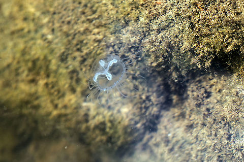 Freshwater Jellyfish Can found from February to May every year

 Geotagged,Thailand,Winter
