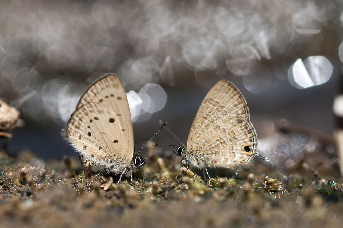 left/Una or The Singleton  Geotagged,Thailand,Una,Una usta,Winter