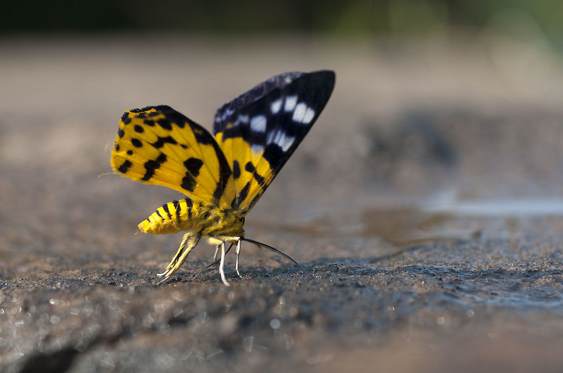 Inchworm moth  Dysphania militaris,False Tiger Moth,Geotagged,Thailand,Winter